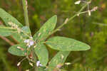 Panicledleaf ticktrefoil